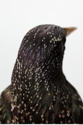 Starling-Sturnus vulgaris